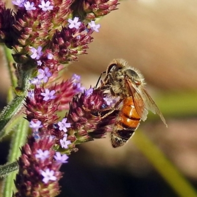 Apis mellifera (European honey bee) at Paddys River, ACT - 10 Apr 2018 by RodDeb