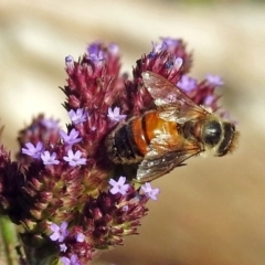 Apis mellifera at Paddys River, ACT - 10 Apr 2018 03:51 PM