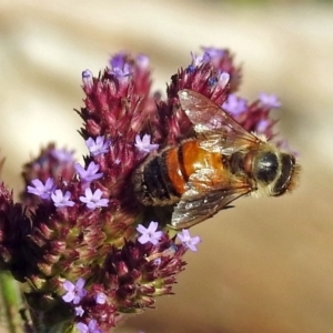 Apis mellifera at Paddys River, ACT - 10 Apr 2018 03:51 PM