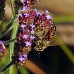 Apis mellifera at Paddys River, ACT - 10 Apr 2018