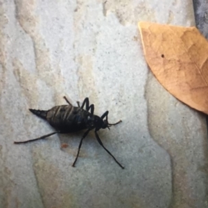 Boreoides subulatus at Gordon, ACT - 11 Apr 2018