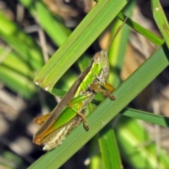 Bermius brachycerus (A grasshopper) at Cotter Reserve - 10 Apr 2018 by RodDeb