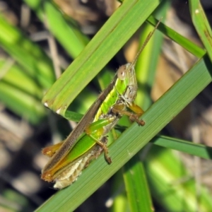 Bermius brachycerus at Paddys River, ACT - 10 Apr 2018 03:50 PM