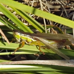 Bermius brachycerus at Paddys River, ACT - 10 Apr 2018