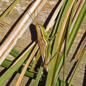 Bermius brachycerus at Paddys River, ACT - 10 Apr 2018