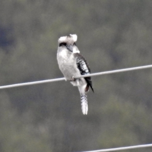 Dacelo novaeguineae at Paddys River, ACT - 10 Apr 2018 11:11 AM