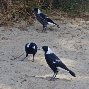 Gymnorhina tibicen at Paddys River, ACT - 10 Apr 2018