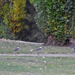 Vanellus miles (Masked Lapwing) at Paddys River, ACT - 10 Apr 2018 by RodDeb