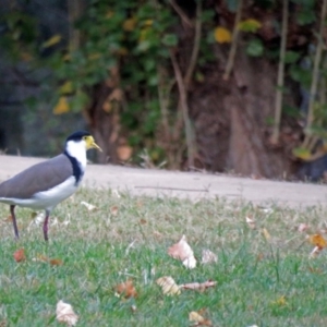 Vanellus miles at Paddys River, ACT - 10 Apr 2018