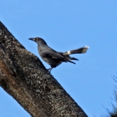 Strepera graculina (Pied Currawong) at Uriarra Village, ACT - 10 Apr 2018 by RodDeb