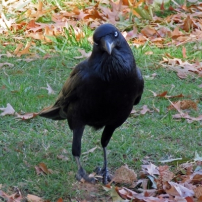 Corvus coronoides (Australian Raven) at Paddys River, ACT - 10 Apr 2018 by RodDeb