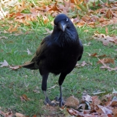 Corvus coronoides (Australian Raven) at Paddys River, ACT - 10 Apr 2018 by RodDeb