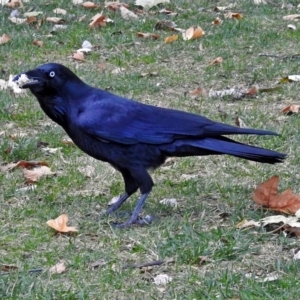 Corvus coronoides at Paddys River, ACT - 10 Apr 2018 05:01 PM