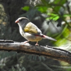 Neochmia temporalis (Red-browed Finch) at Paddys River, ACT - 10 Apr 2018 by RodDeb