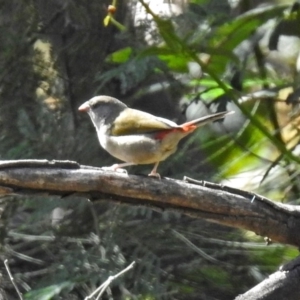 Neochmia temporalis at Paddys River, ACT - 10 Apr 2018