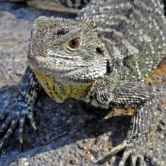 Intellagama lesueurii howittii (Gippsland Water Dragon) at Cotter Reserve - 10 Apr 2018 by RodDeb