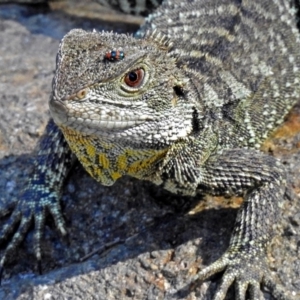 Intellagama lesueurii howittii at Uriarra Village, ACT - 10 Apr 2018