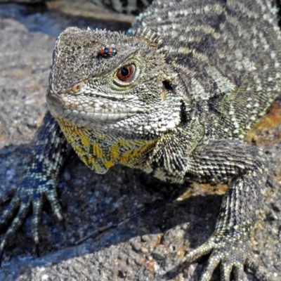 Intellagama lesueurii howittii (Gippsland Water Dragon) at Uriarra Village, ACT - 10 Apr 2018 by RodDeb