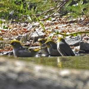 Zosterops lateralis at Paddys River, ACT - 10 Apr 2018