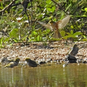 Zosterops lateralis at Paddys River, ACT - 10 Apr 2018