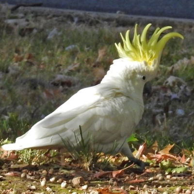 Cacatua galerita (Sulphur-crested Cockatoo) at Coree, ACT - 10 Apr 2018 by RodDeb