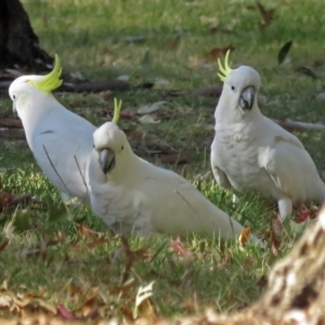 Cacatua galerita at Coree, ACT - 10 Apr 2018