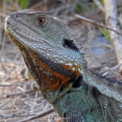 Intellagama lesueurii howittii (Gippsland Water Dragon) at Cotter Reserve - 10 Apr 2018 by RodDeb