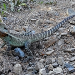 Intellagama lesueurii howittii at Paddys River, ACT - 10 Apr 2018