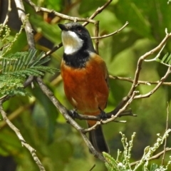 Pachycephala rufiventris (Rufous Whistler) at Paddys River, ACT - 10 Apr 2018 by RodDeb