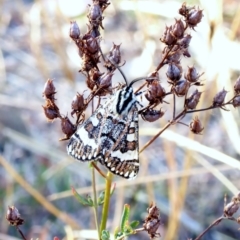 Apina callisto (Pasture Day Moth) at Deakin, ACT - 11 Apr 2018 by JackyF