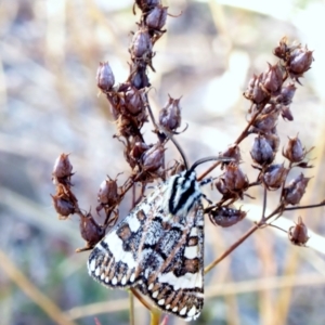 Apina callisto at Deakin, ACT - 11 Apr 2018