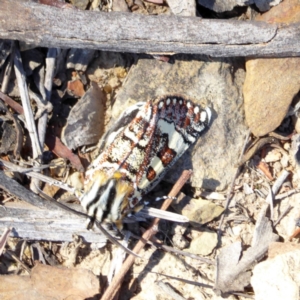 Apina callisto at Deakin, ACT - 8 Apr 2018 12:22 PM