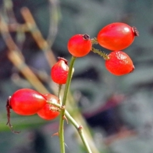 Rosa rubiginosa at Uriarra Village, ACT - 10 Apr 2018 02:01 PM