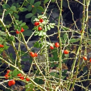 Rosa rubiginosa at Uriarra Village, ACT - 10 Apr 2018