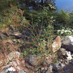 Rosa rubiginosa at Uriarra Village, ACT - 10 Apr 2018