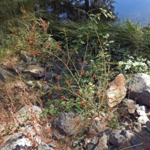 Rosa rubiginosa at Uriarra Village, ACT - 10 Apr 2018 02:01 PM