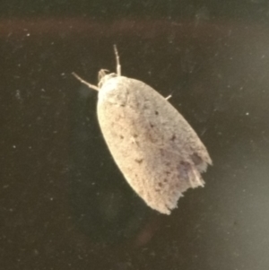 Garrha carnea at Higgins, ACT - 11 Apr 2018 08:53 PM