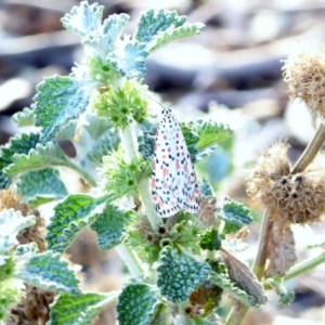 Utetheisa pulchelloides at Deakin, ACT - 11 Apr 2018