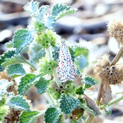 Utetheisa pulchelloides (Heliotrope Moth) at Deakin, ACT - 11 Apr 2018 by JackyF