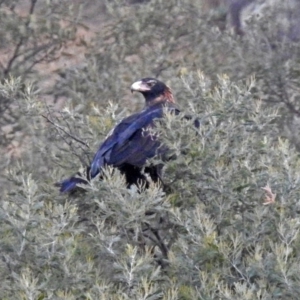 Aquila audax at Paddys River, ACT - 10 Apr 2018