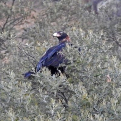 Aquila audax (Wedge-tailed Eagle) at Paddys River, ACT - 10 Apr 2018 by RodDeb
