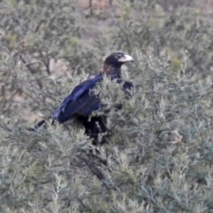 Aquila audax at Paddys River, ACT - 10 Apr 2018 05:42 PM