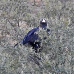 Aquila audax at Paddys River, ACT - 10 Apr 2018 05:42 PM