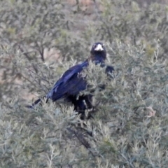 Aquila audax at Paddys River, ACT - 10 Apr 2018
