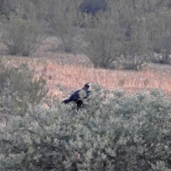 Aquila audax at Paddys River, ACT - 10 Apr 2018 05:42 PM