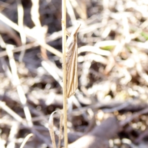 Hednota species near grammellus at Deakin, ACT - 5 Apr 2018 03:45 PM