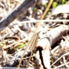 Hednota species near grammellus at Deakin, ACT - 5 Apr 2018 03:45 PM