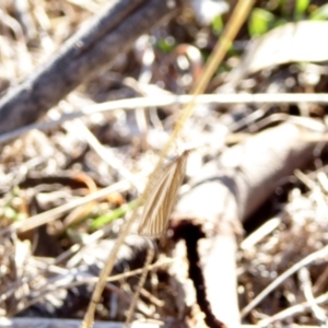 Hednota species near grammellus at Deakin, ACT - 5 Apr 2018