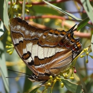 Charaxes sempronius at Garran, ACT - 11 Apr 2018