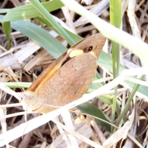 Heteronympha merope at Deakin, ACT - 5 Apr 2018